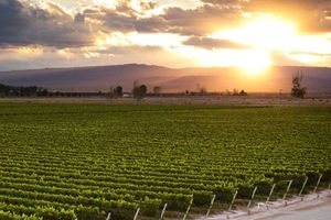 Actividad - Sabores y Paisajes de Mendoza: Ruta del Vino y Aceite de Oliva