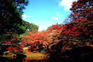 Actividad - Tour por la tarde de Kioto: Fushimi Inari Taisha, templo Sanjusangen-do y templo Kiyomizu-dera
