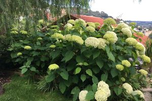 Alojamiento - Skylark Bed & Breakfast