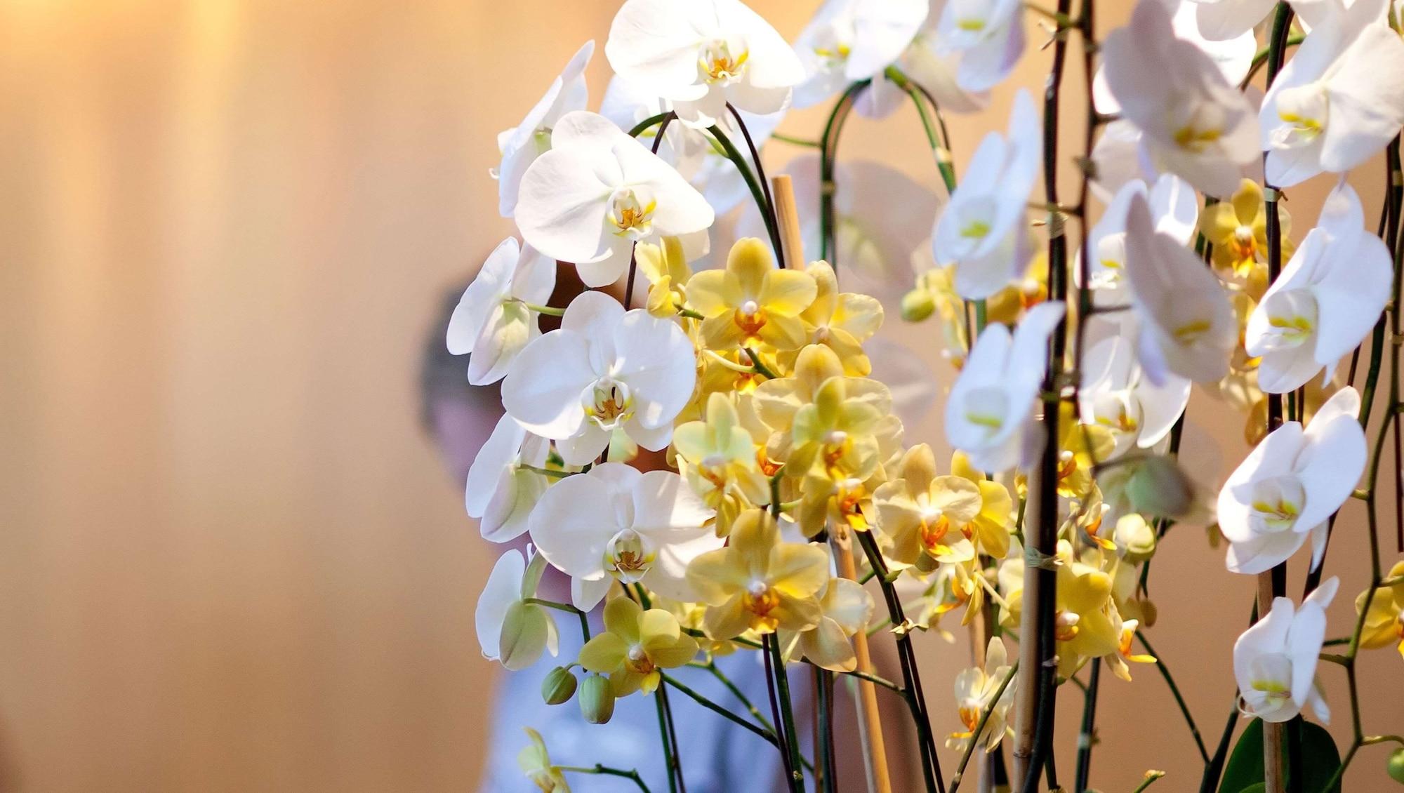 Vista Lobby M Star Columbus North