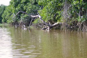 Actividad - Tour por la Laguna de Coyuca