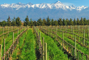 Mendoza