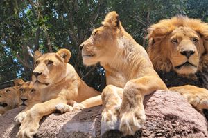 Actividad - ADMISION AFRICAM SAFARI