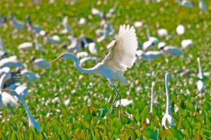 Passagem - Voos para Campo Grande