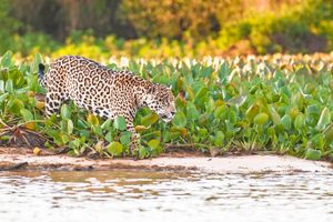 Passagem - Voos para Campo Grande
