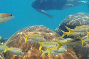 Actividad - Snorkel en Mahahual