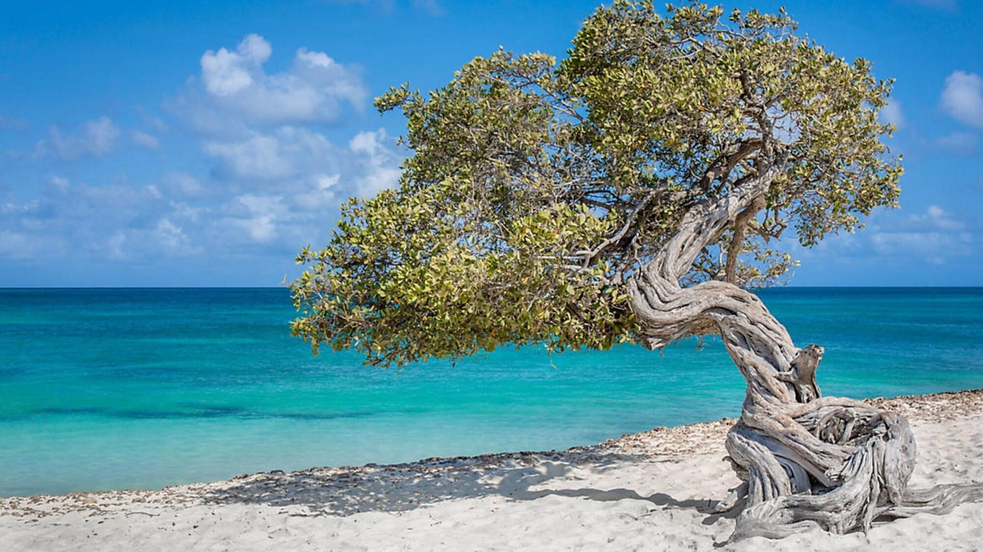 Playa Bluegreen at La Cabana Beach Resort & Casino