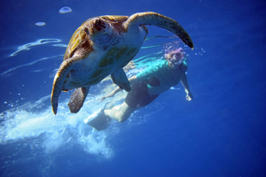 Actividad - Tenerife: Kayak y snorkel con tortugas