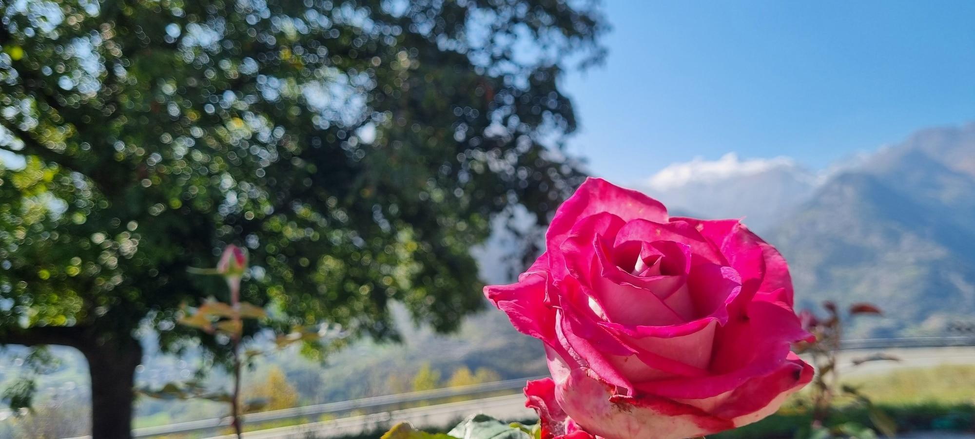 Vista Exterior Lo Noyer Et Les Roses