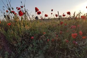 Alojamiento - A la maison de Sophie