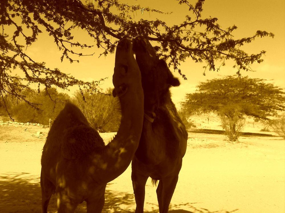 Vista Exterior Negev Camel Ranch