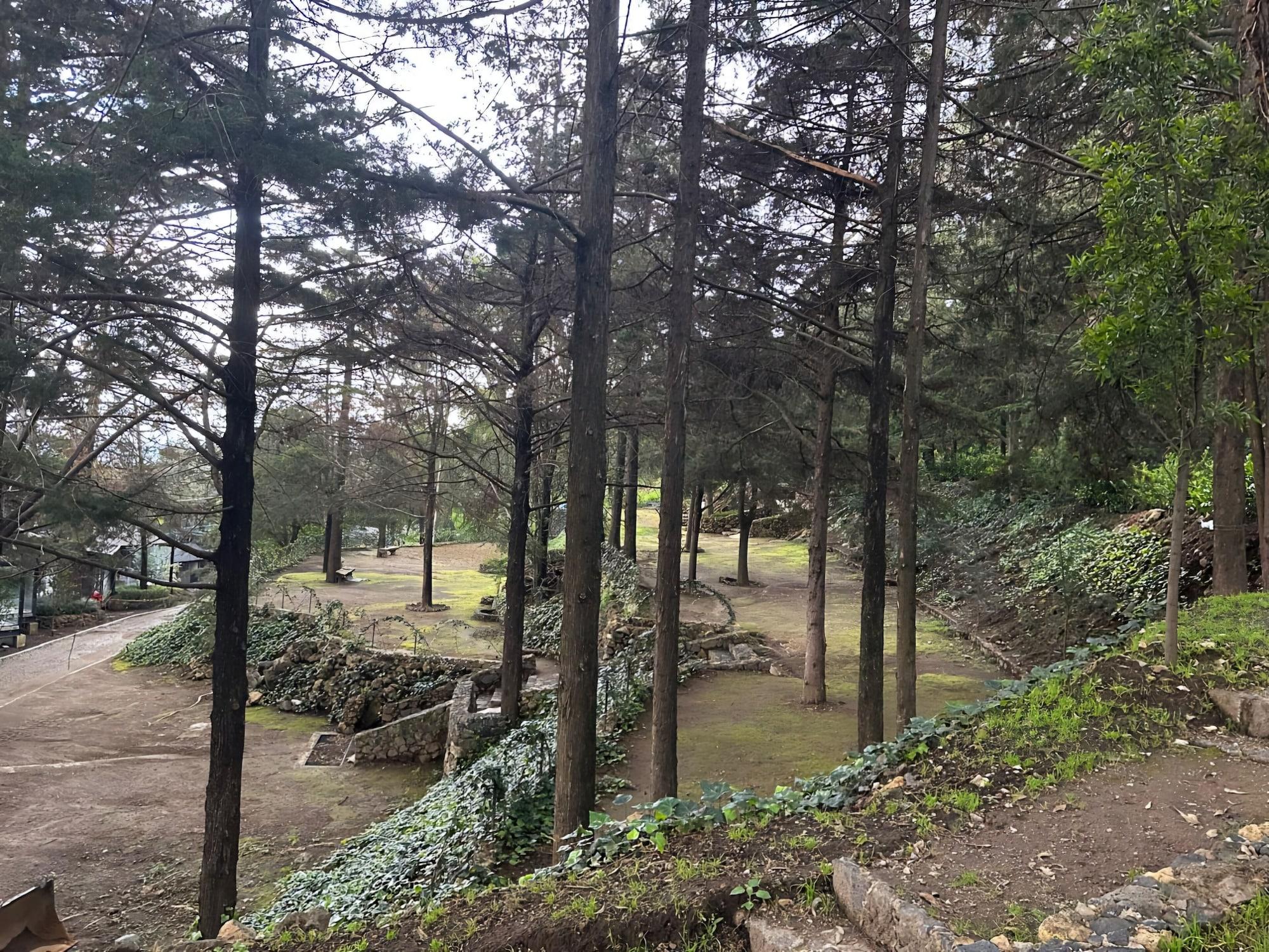 Varios Woodscape