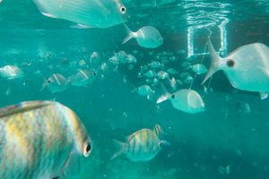 Actividad - Paseo en lancha por Angra dos Reis