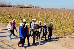 Actividad - Ruta del Vino en San Juan: Un Viaje de Sabores por Viñedos y Bodegas