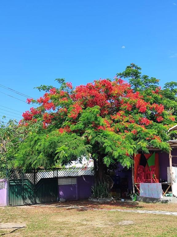 Vista aérea Pousada Sol De Berlinque