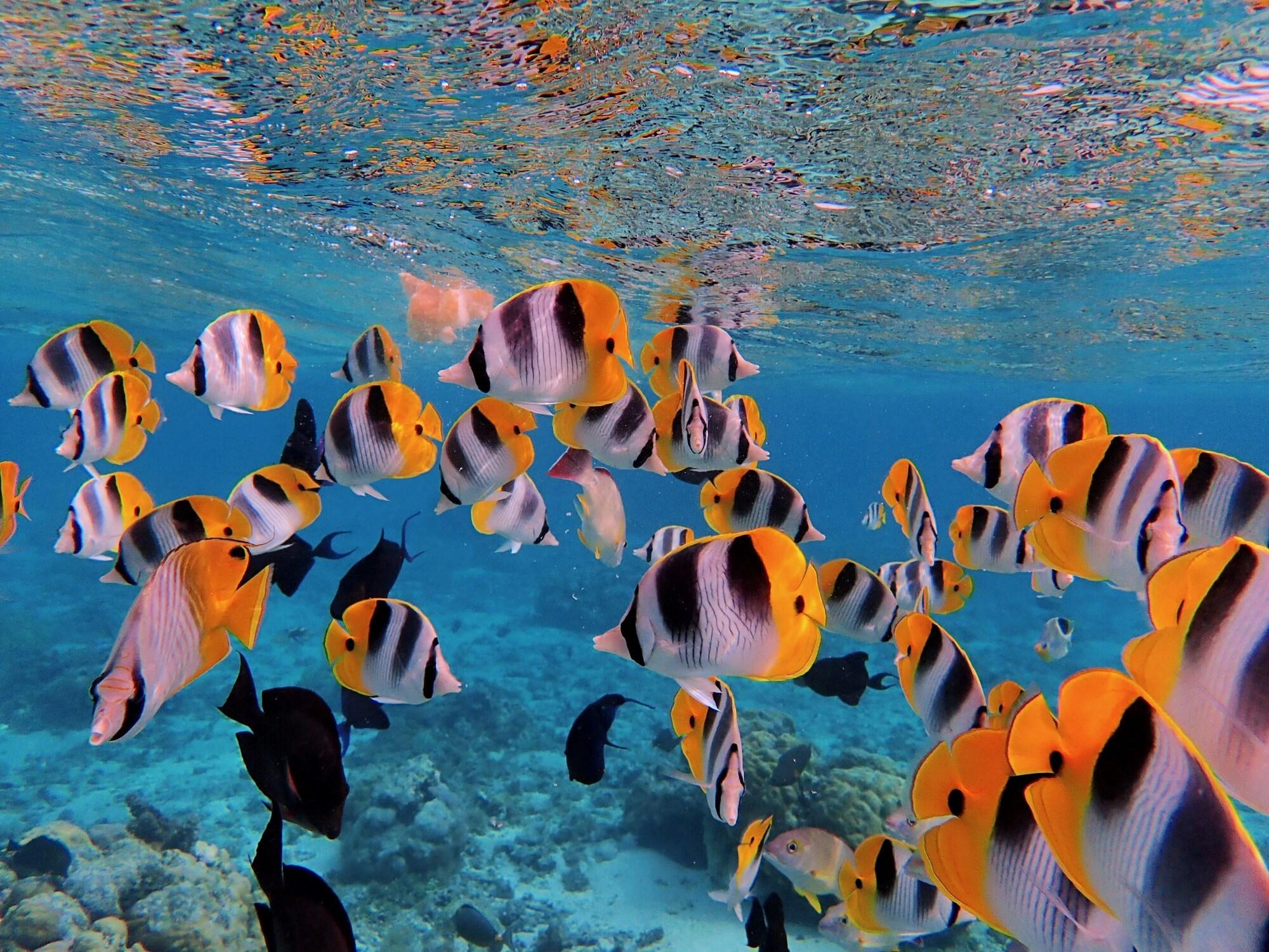 Instalaciones Recreativas FARE VAVAE