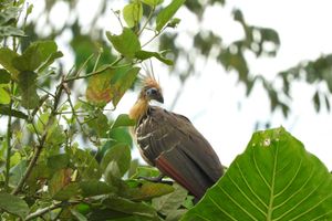 Actividad - OBSERVACION DE AVES EN MUNDO AMAZONICO
