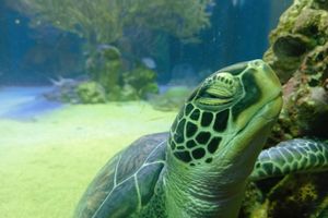 Actividad - Sharky minicurso