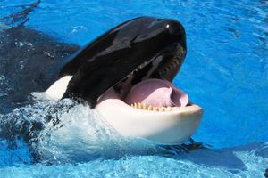 Actividad - SeaWorld San Diego