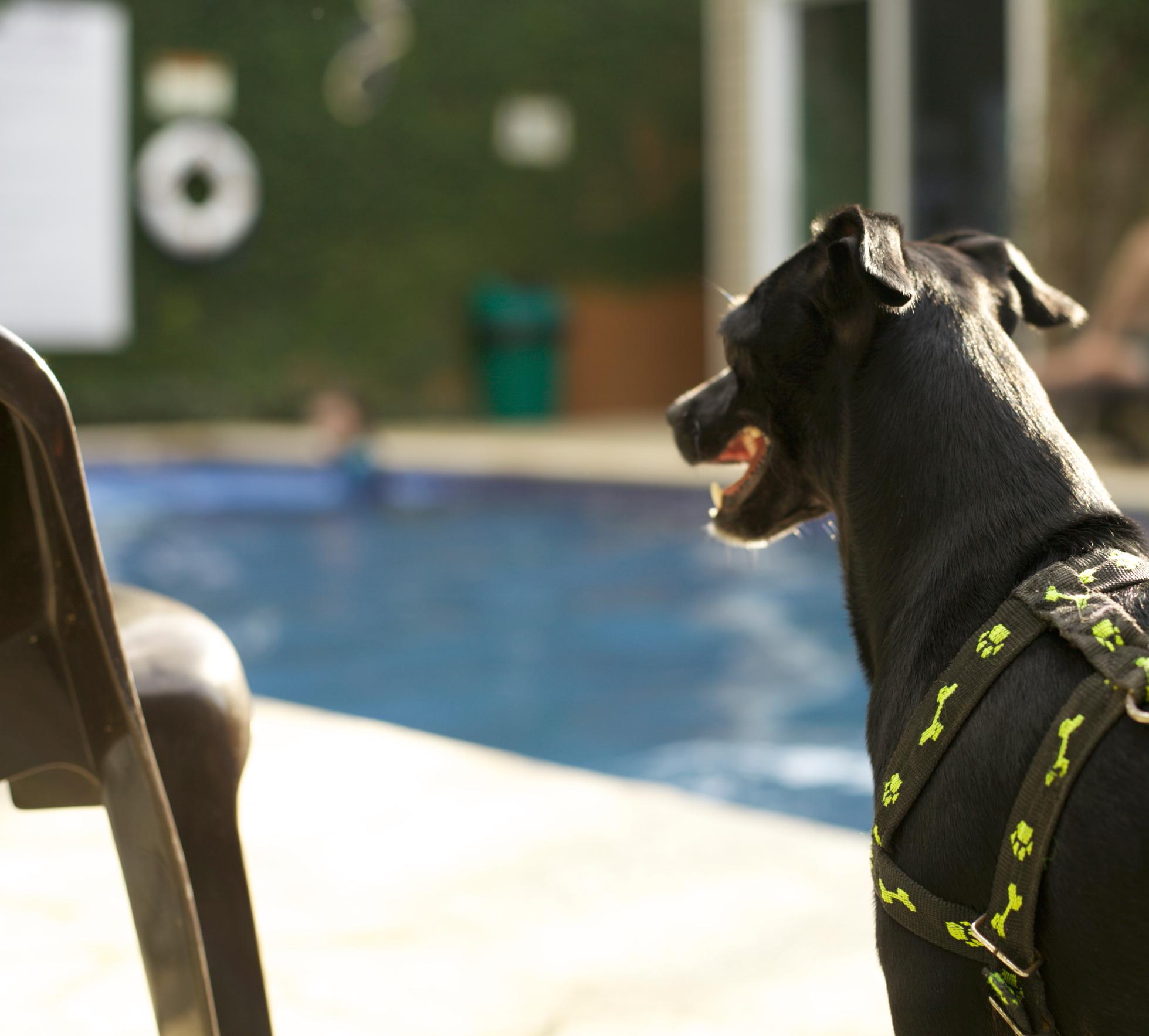 Pet friendly Jaco Lodge