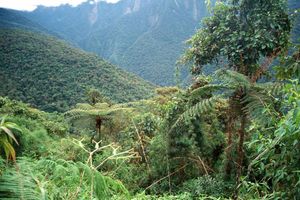 Actividad - Bosque de Yungas con Circuito Chico