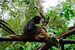 Actividad - Aventura de 3 días en la selva amazónica de Iquitos en Heliconia Lodge