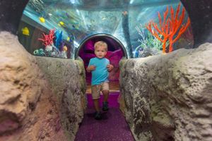 Actividad - Madame Tussauds y SEA LIFE Orlando Combo Ticket