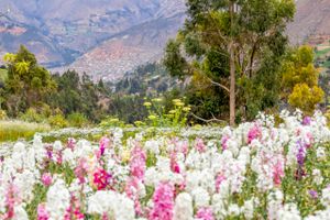Actividad - PIK- Tarma Valle de las Flores