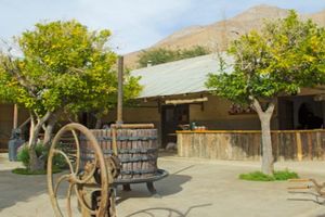 Actividad - Tour cata de Pisco Tradicional