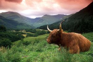 Actividad - Lago Ness y las Tierras Altas de Escocia