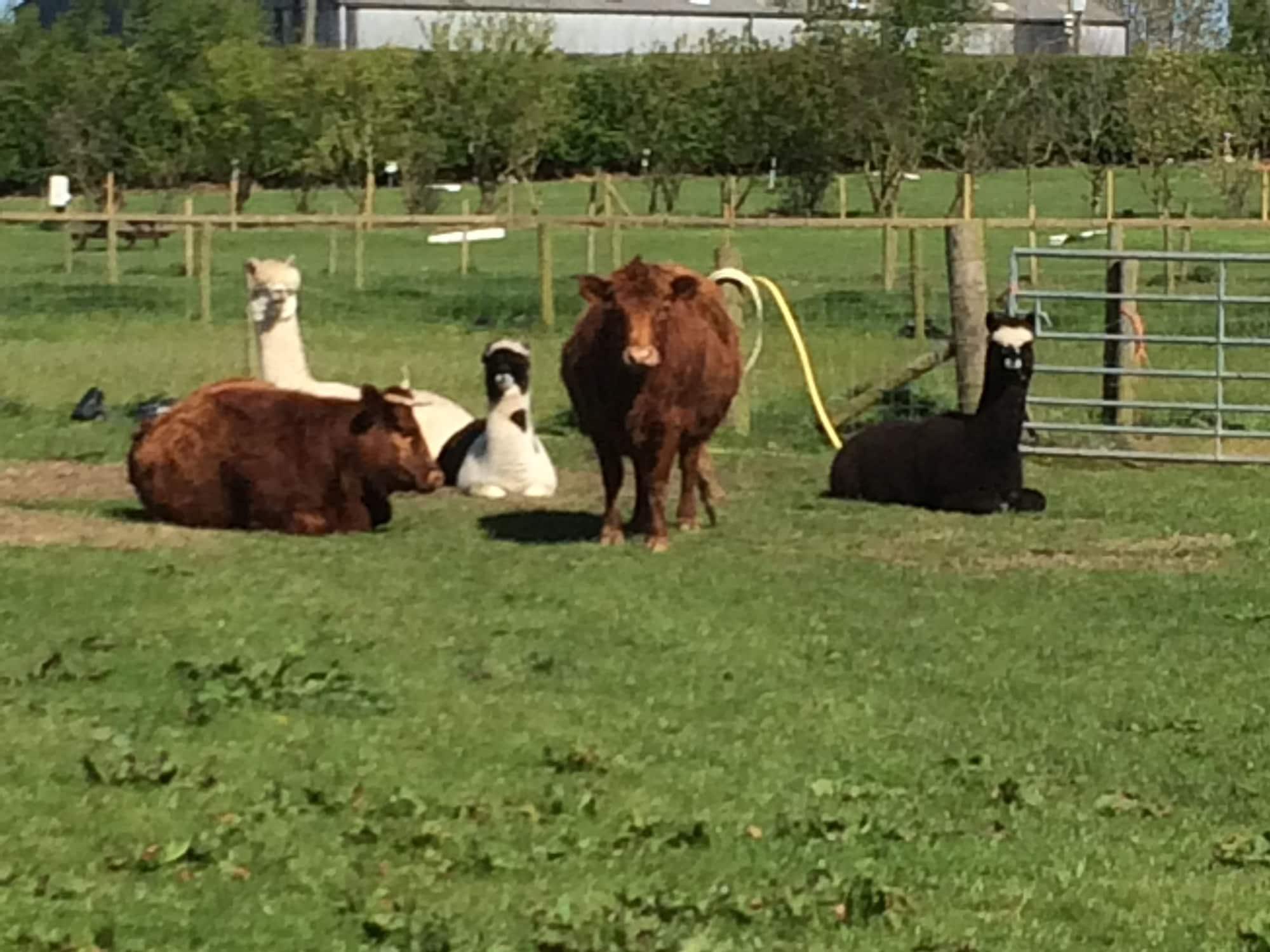 Comodidades del Alojamiento The Farm Burscough