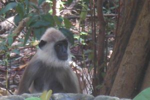 Alojamiento - The Waves Beach Chalets