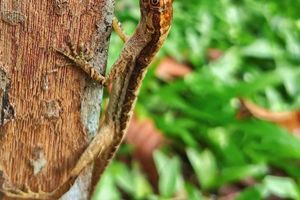 Alojamiento - Near Leticia in middle of the jungle