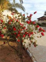 Alojamiento - Kallicrates Village