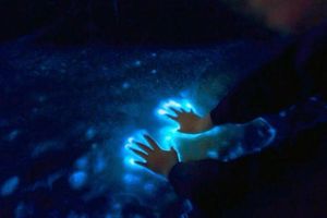 Actividad - Tour al atardecer y bioluminiscencia en Los Arcos