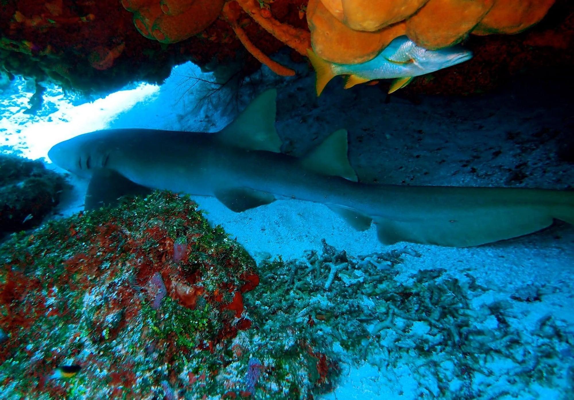 Instalaciones Recreativas Agave Azul - Grand Cozumel, Hotel and Diving