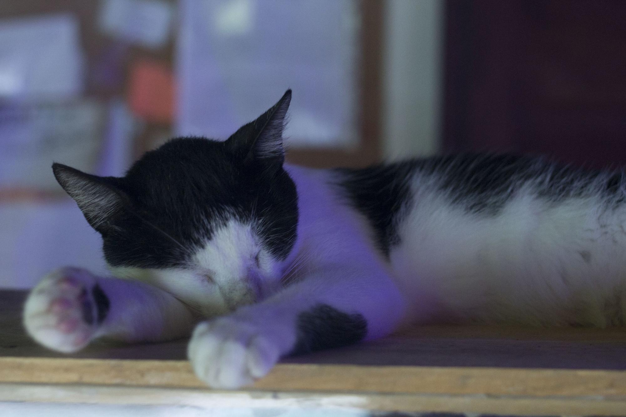 Vista Lobby El Zoo Hostel & Pool