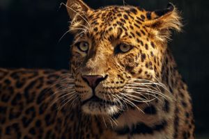 Actividad - Entrada al Zoológico de Miami