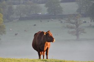 Alojamiento - Hurst Farm