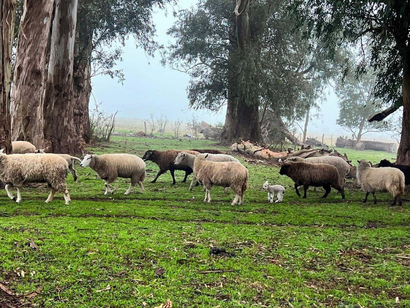 Varios Estancia Pedro Chico - Hotel Rural