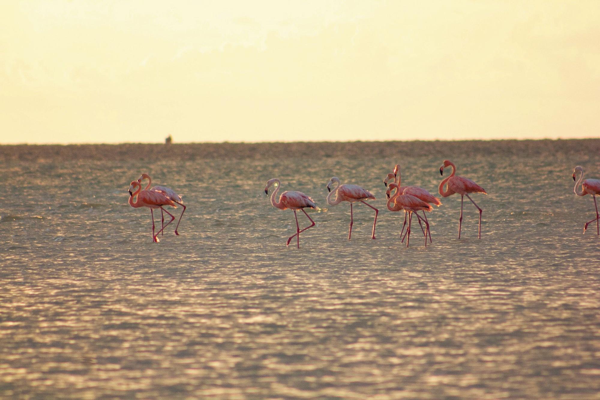 Playa Casa Las Tortugas Petit Beach Hotel & Spa