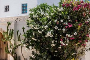 Actividad - Tour por Djerba + Museo de Guellela