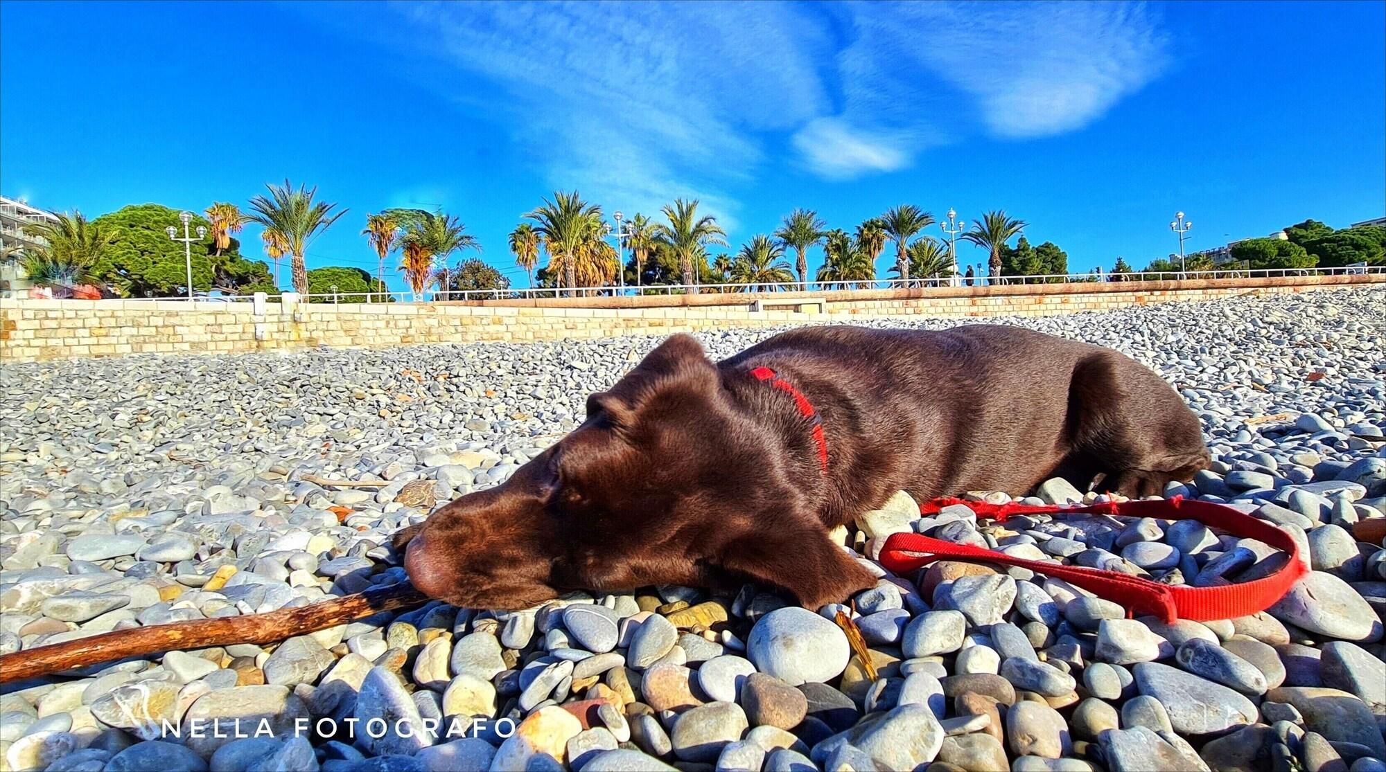 Playa Le Petit Trianon et Le Charme des Suites