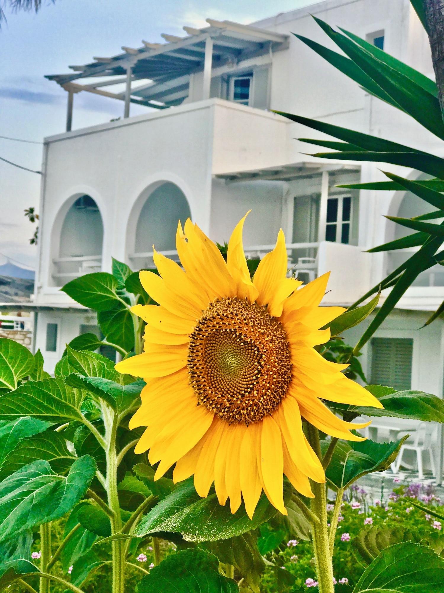 Vista Exterior Margarita Studios Ambelas