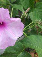 Alquiler Vacacional - Beautiful summer house with swimming pool in sunny Chinacota Near to Cúcuta COL