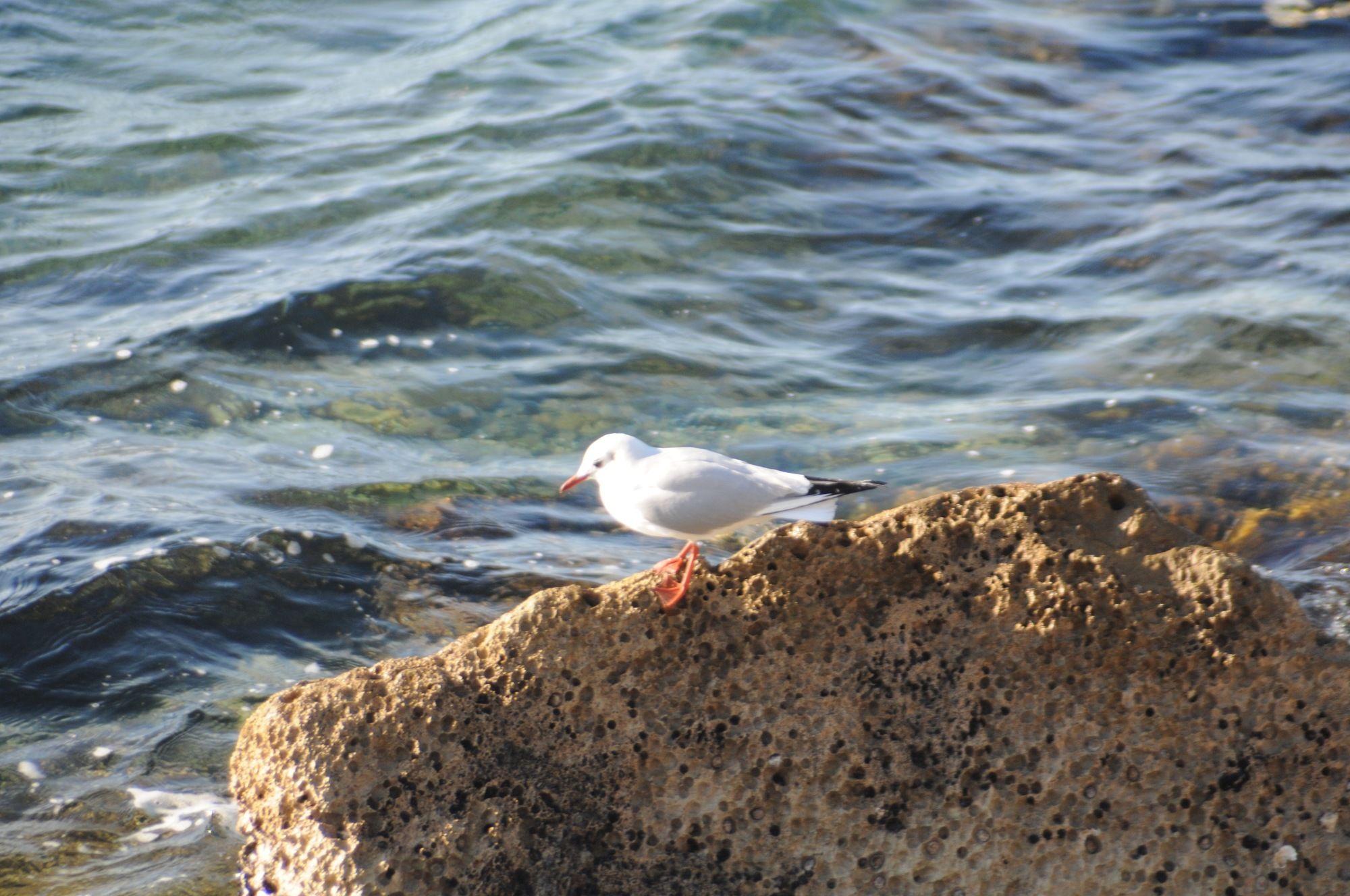 Playa Ostello Tergeste