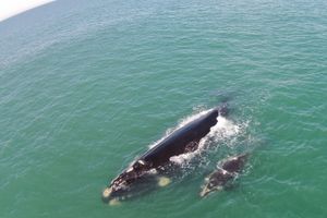 Actividad - Safari de ballenas