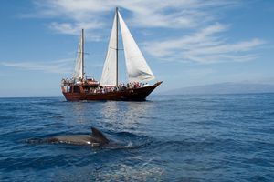 Actividad - Paseo en barco Shogun
