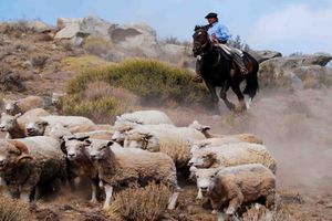 Actividad - Estancia 25 de Mayo - Cena Show