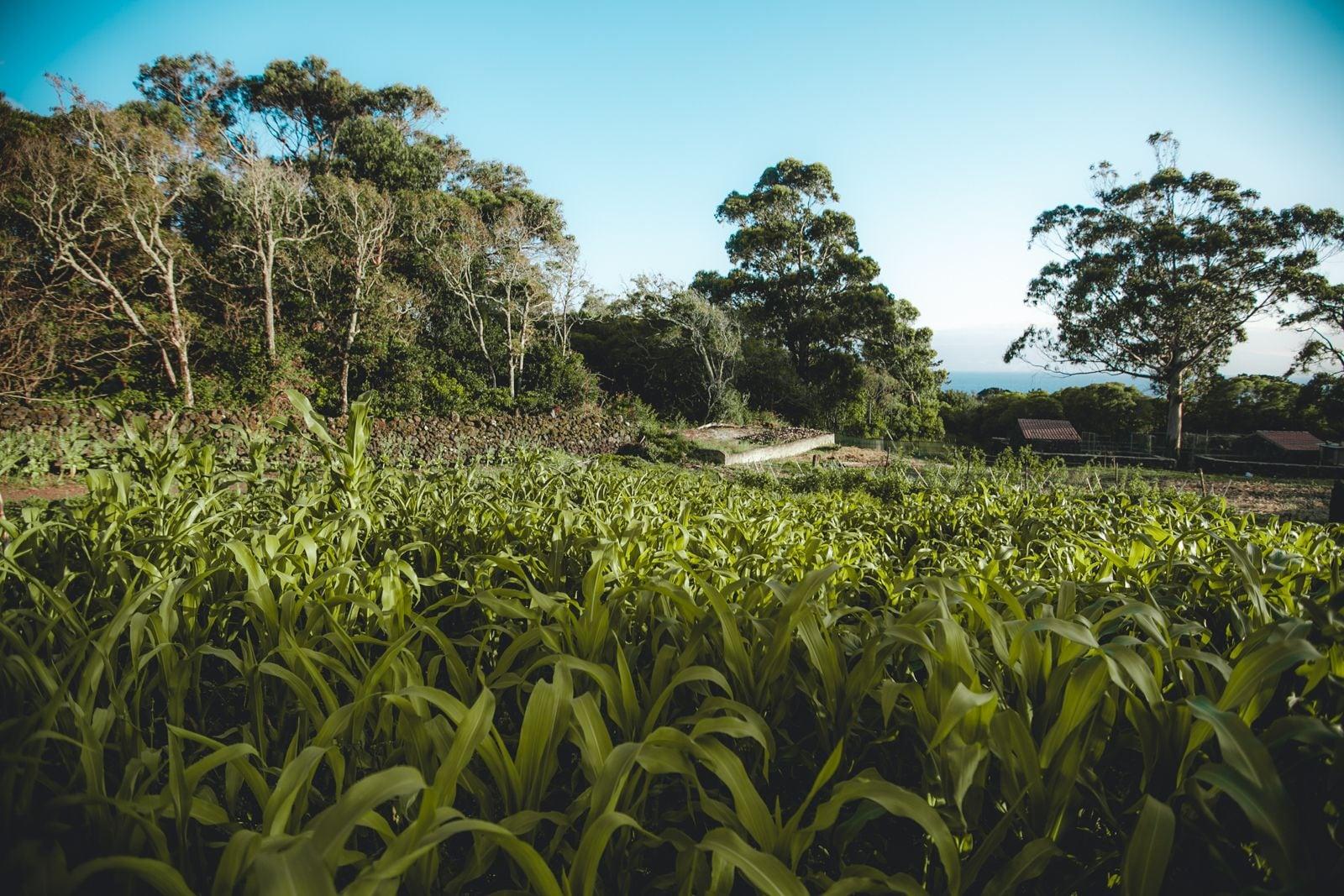 Comodidades del Alojamiento Make It Happen Farm